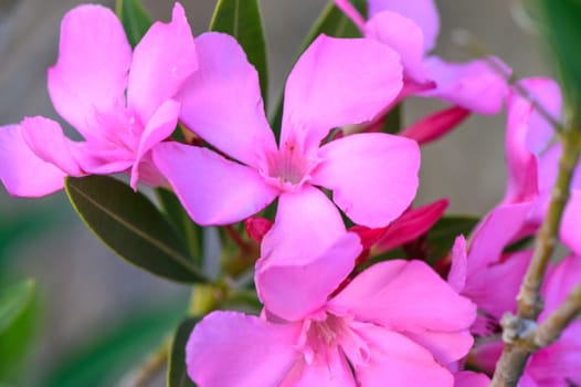 pink oleander flowers natural bouquet closeup 2