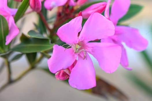 spider sits on poisonous pink oleander flowers1