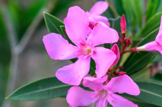 Nerium Nerium oleander flowers in bloom in pink color 1