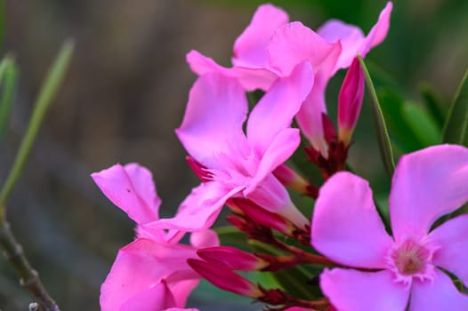pink oleander flowers natural bouquet closeup 1