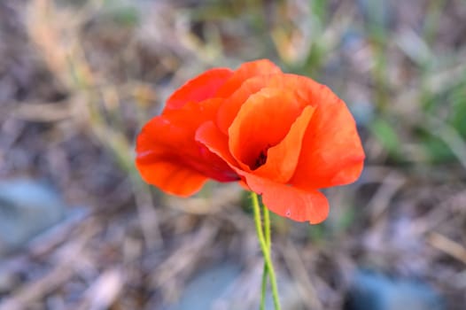Poppies,Close-up of red poppy flowers in field 3