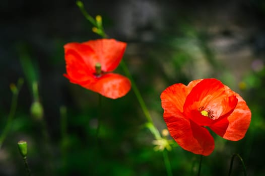 Poppies,Close-up of red poppy flowers in field 1