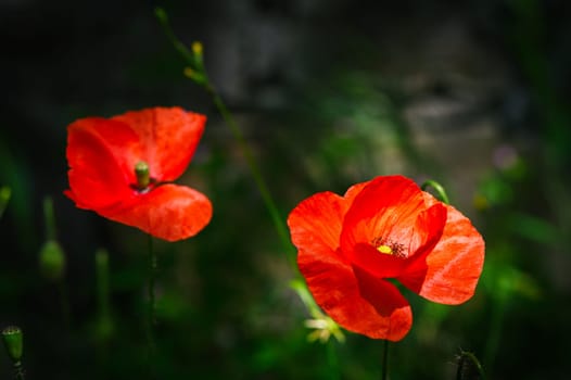 wild red poppy flowers. large poppy field, beautiful flowers. 2