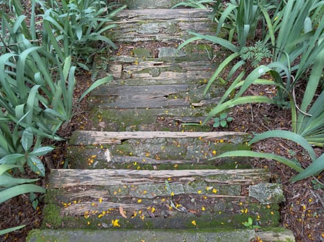 An aging wooden staircase winds through dense vegetation, showing nature's takeover.