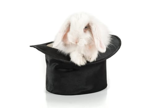 White rabbit at black hat isolated on a white background