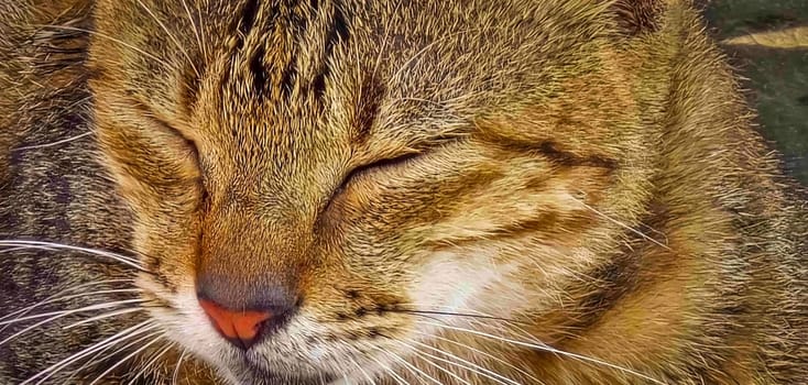 beautiful cute street cat with fluffy fur, a stray cat in the street living wild without any ownership