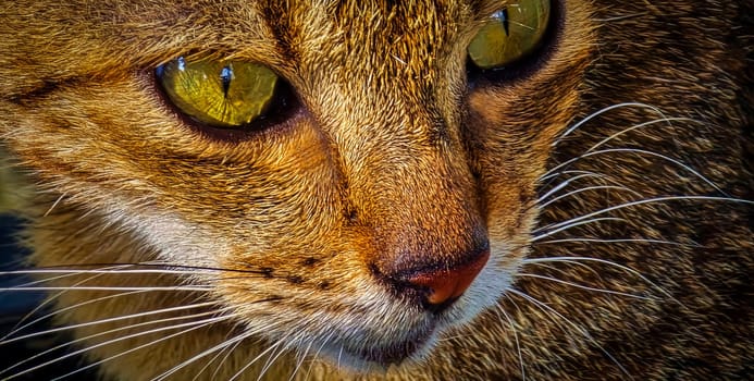 beautiful cute street cat with fluffy fur, a stray cat in the street living wild without any ownership