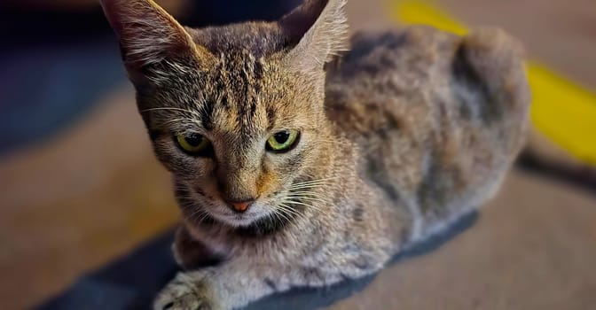 beautiful cute street cat with fluffy fur, a stray cat in the street living wild without any ownership