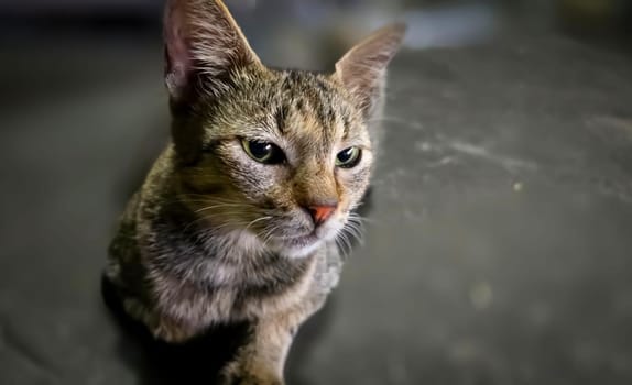 beautiful cute street cat with fluffy fur, a stray cat in the street living wild without any ownership