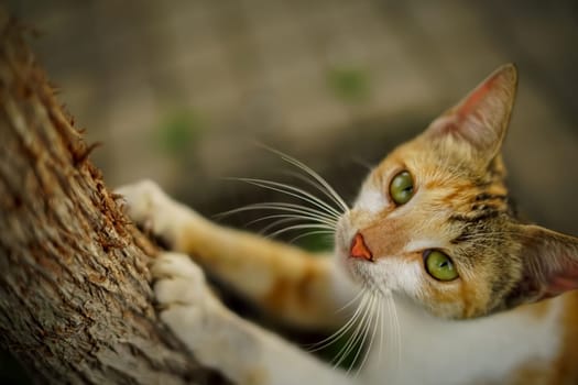 beautiful cute street cat with fluffy fur, a stray cat in the street living wild without any ownership