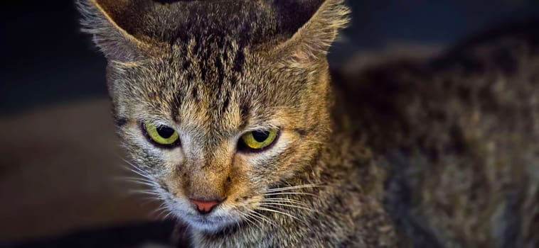 beautiful cute street cat with fluffy fur, a stray cat in the street living wild without any ownership