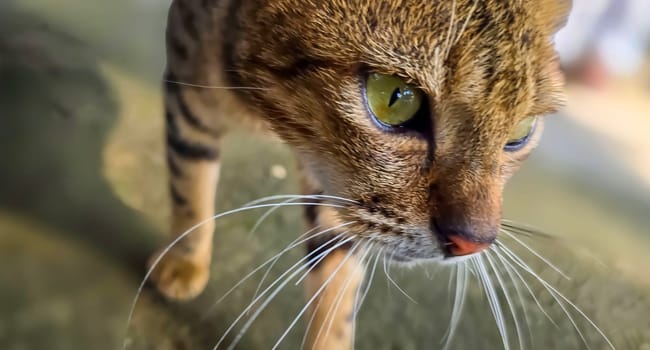 beautiful cute street cat with fluffy fur, a stray cat in the street living wild without any ownership