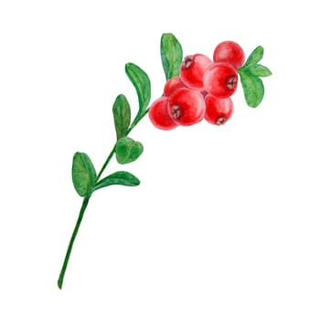 Wild red berries watercolor hand drawn botanical realistic illustration. Forest cranberry, cowberry branch isolated on white background.Great for printing on fabric, postcards, invitations, menus