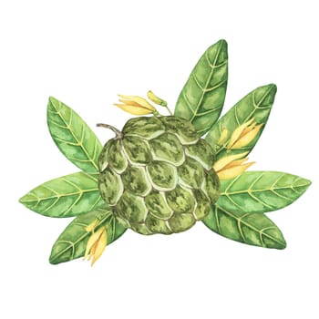 Ripe green whole tropical cherimoya exotic fruit with leaves and flowers. Hand drawn watercolor illustration of custard apple, sugar sweet apple for printing, packaging, sticker products, scrapbooking