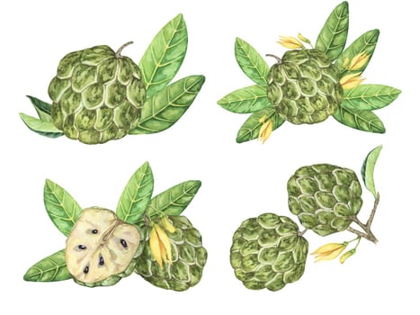 Ripe green whole tropical cherimoya exotic fruit with leaves and flowers. Hand drawn watercolor illustration of custard apple, sugar sweet apple for printing, packaging, sticker products, scrapbooking