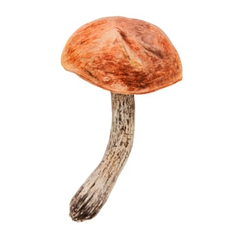 Wild edible mushroom with red cap. Watercolor hand drawn botanical realistic illustration. Forest boletus clip art. Isolated painting for fabric, postcards, invitations, menus, prints, packing paper.