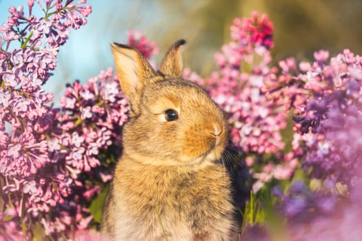 rabbit with a cute face among lilac flowers, animals baby , easter