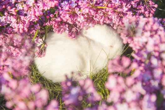 white rabbit sleeps among lilac flowers, animals baby , easter