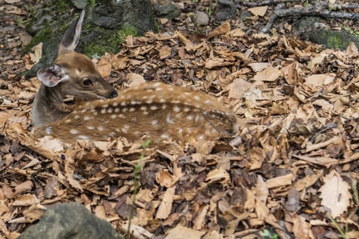 Young spotted roe deer in the forest