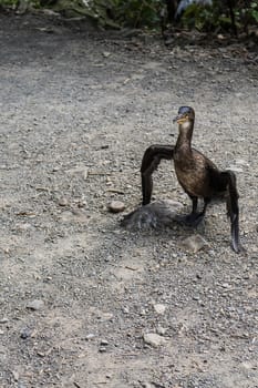 Cormorant on the ground in a park