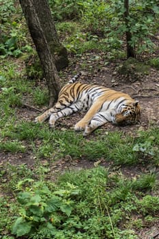 Siberian tiger sleeping on the ground