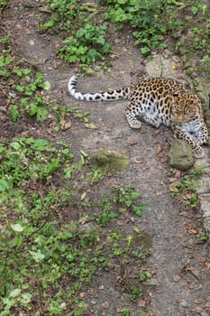 Leopard resting on the ground in the park