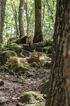 a roe deer in the forest is lying on the ground