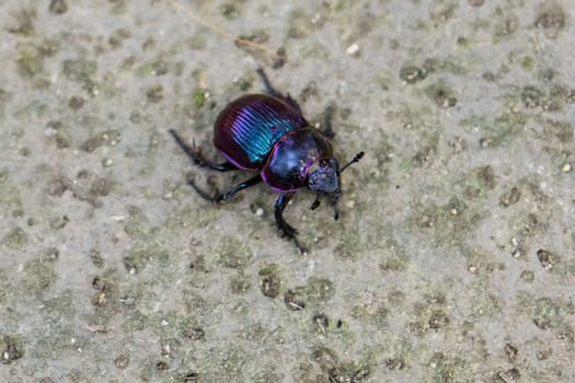 a blue and black beetle on the ground
