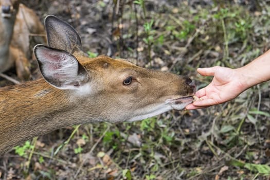 Close up of a deer in a zoo