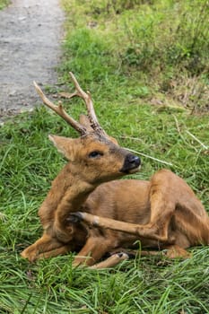 young deer in the national park