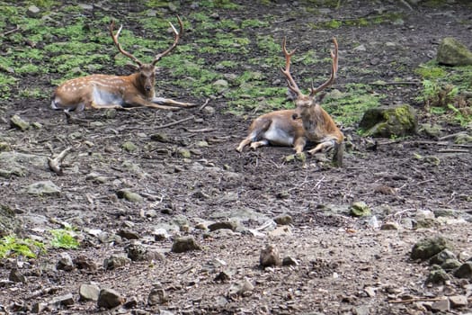 male deer are lying in the park