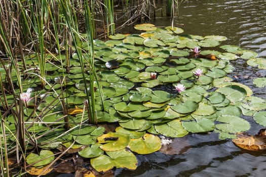 Water lily in the lake with green leaves and grasses