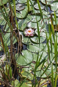 Water lily in the lake with green leaves and grasses