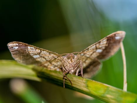 The camouflage pattern on looper moth wings