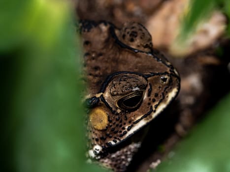 Close-up of the face of a Toad Bufo melanostictus