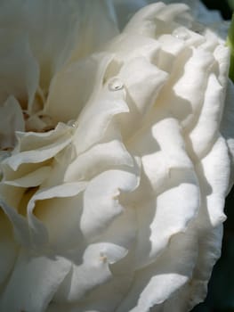 Close-up delicate Princess Miyuki rose petals as nature background