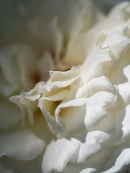 Close-up delicate Princess Miyuki rose petals as nature background