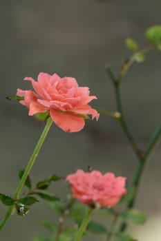 Shape and colors of miniature that bloom in the garden