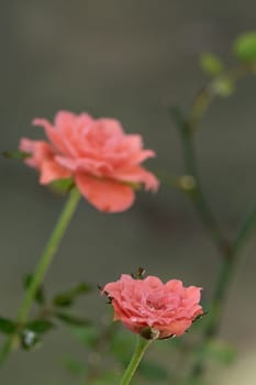 Shape and colors of miniature that bloom in the garden