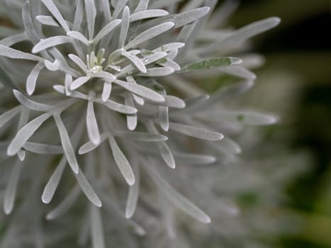 Silver detailed leaves of Crossostephium chinense