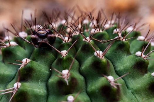 Cactus succulent plant close-up, fluffy tufts and white dot on the lobe of Astrophytum myriostigma Cactus