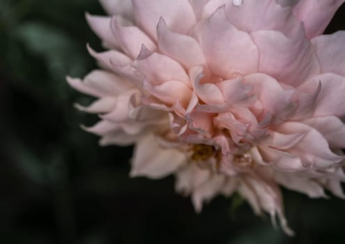 Shape and colors of Le Sablier roses that blooming in Tropical climates