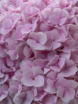 Close-up photo of a bouquet of pink hydrangeas flowers