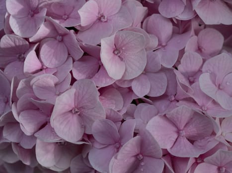 Close-up photo of a bouquet of pink hydrangeas flowers