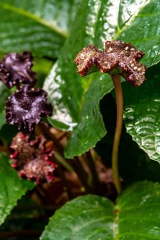 Glossy and dark green leaf surface of rainforest plants Congo fig Dorstenia Elata