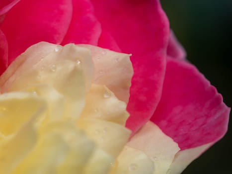 Close-up delicate bicolor petals of Fugetsu rose as nature background