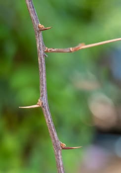 Sharp thorns on the Paper flower branches