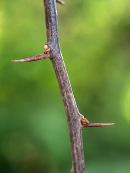 Sharp thorns on the Paper flower branches