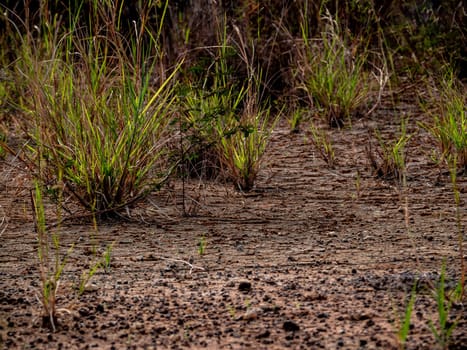 The grass growth on dried wasteland along the road