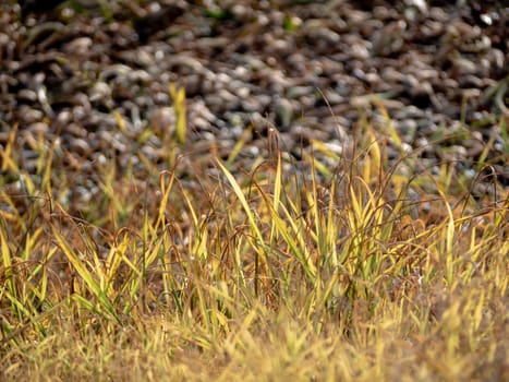 The withered grass growth on dried wasteland along the road